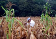 Sequía causó daños al 80% de los cultivos de maíz y frijol en Guatemala sequia