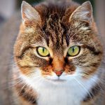 Descubren a «gato narco» con marihuana en cárcel de Costa Rica gato