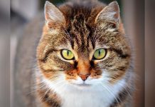 gato