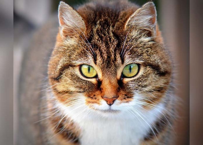 Untitled-1_lZRFeZH gato