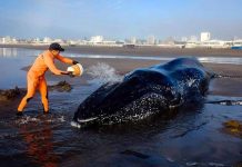 ballena varada