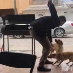 Despiadado apuñala violentamente a perrito y causa indignación en México mexico