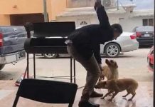 Despiadado apuñala violentamente a perrito y causa indignación en México mexico