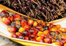Colombia destaca crecimiento en exportación de aceite de palma aceite