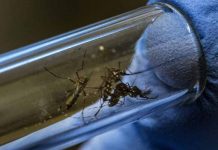 Reportan primera víctima mortal a causa del dengue en El Salvador el salvador