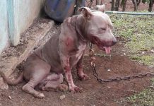 perro furioso