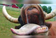 Desgarrador e insólito video muestra a vaca gimiendo de dolor video