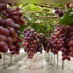 Chile: Productores de frutas perderán 200 millones de dólares por temporal produccion