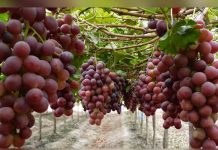 Chile: Productores de frutas perderán 200 millones de dólares por temporal produccion