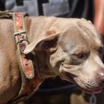 «Bolillo», el perro Pitbull que se sumó a la caravana de migrantes perro pitbull