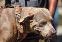 perro pitbull