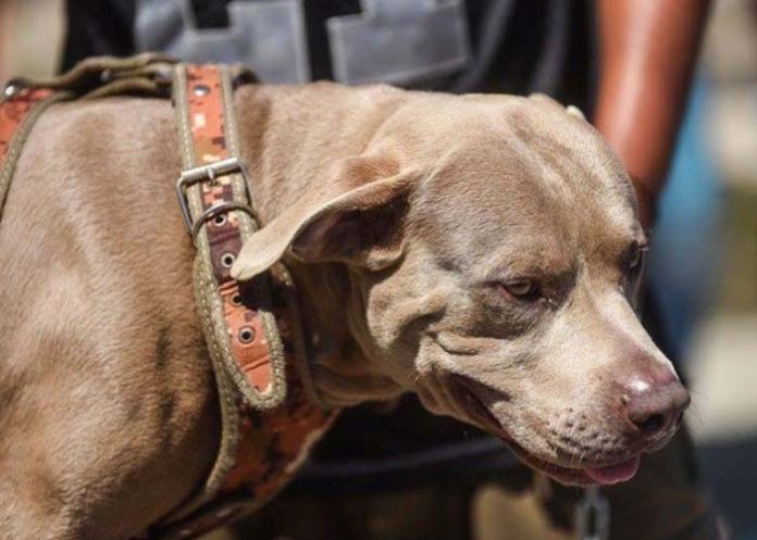 Untitled-1_sPZ707s perro pitbull