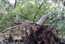 Fuertes lluvias en León dejan árboles caídos y crecida de ríos fuertes lluvias