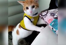 Video Viral: Gatito se contagia con goles del mundial gato