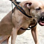 perro furioso