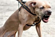 Perro Pitbull desfigura el rostro de un niño en Perú perro furioso