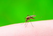 Ministerio de Salud investiga segunda muerte por dengue en Honduras dengue