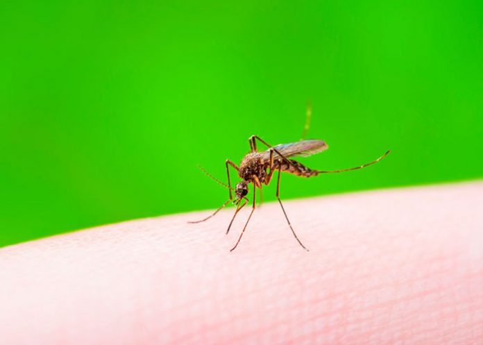 Untitled-1_wyJZO8e dengue