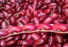 Costa Rica importará más de 5 mil toneladas de frijoles costa rica