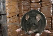 rata
