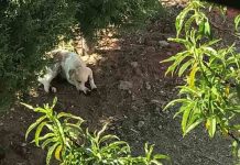 Mexicana cortó las patas a sus perros porque le dañaban el jardín mexico