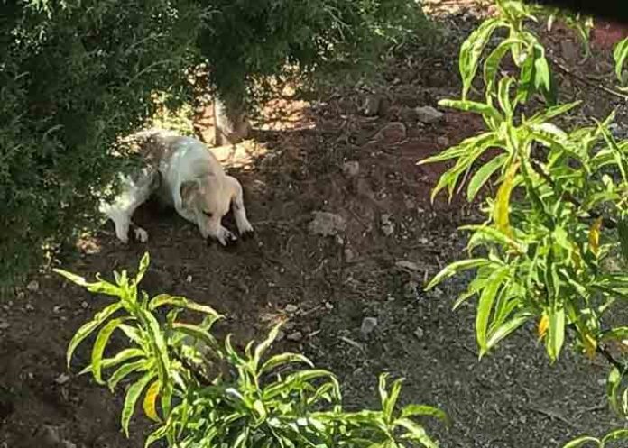 Untitled-1_yvawvYk mexico