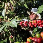 productor de cafe