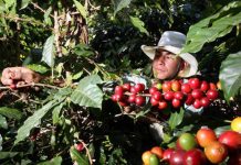 Exportación de café dejó 680 millones de dólares en Honduras productor de cafe