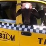 Video: Llevaban una vaca robada a bordo de un taxi en El Salvador colombia