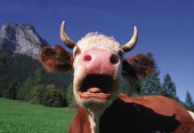 EE.UU: Policía atrapa a un hombre teniendo sexo con una vaca estados unidos