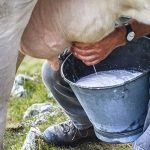 Asesinan a campesino porque los descubrió ordeñando vacas ajenas honduras