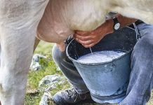 Asesinan a campesino porque los descubrió ordeñando vacas ajenas honduras