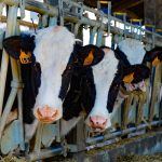 Rayo acaba con la vida de 7 reses en Madriz brote de brucelosis