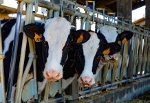 Sacrifican unas 210 reses por brote de brucelosis en Panamá brote de brucelosis