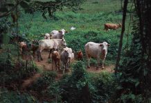 Pierna negra mata a más de 20 vacas en Santa Bárbara, Honduras virus