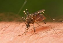 Grecia: 16 fallecidos por el virus del Nilo Occidental grecia