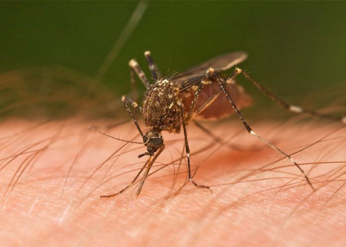 Virus_LpFqnnB grecia