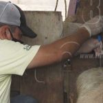 Gobierno inició proyecto de inseminación bovina y porcina en Madriz nicaragua