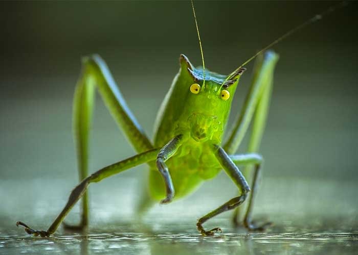 WhatsApp_Image_2020-08-04_at_10.47.59 mundo