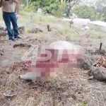 Banda de abigeos destaza yeguas en cementerio hondureño abigeato