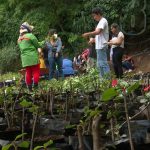 Jóvenes comienzan a sembrar plantas ornamentales para la navidad en Nicaragua nicaragua