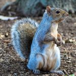 Frío y nieve azotan noreste de Estados Unidos (FOTOS) ardilla inmovil