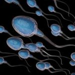 El ‘envenenamiento’ es un ‘arma’ de los espermatozoides para ganar salud