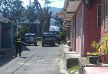 Trabajador fallece al caerle árbol encima en Costa Rica costa rica