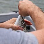 Extraen un pez vivo de la garganta de un hombre en Egipto (VIDEO) egipto