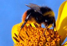 ¿Por qué tienen rayas las abejas y abejorros? porque