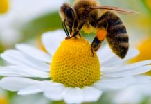 Matemáticas: abejas tienen la capacidad de sumar y restar abejas