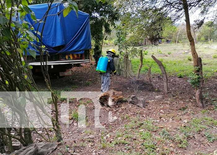 abejas-1_rqLk0a4 nicaragua