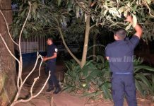 Jalapa :Bomberos desalojan enjambre de abejas en un colegio nicaragua