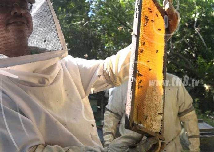 abejas-2_YLq7UcX nicaragua